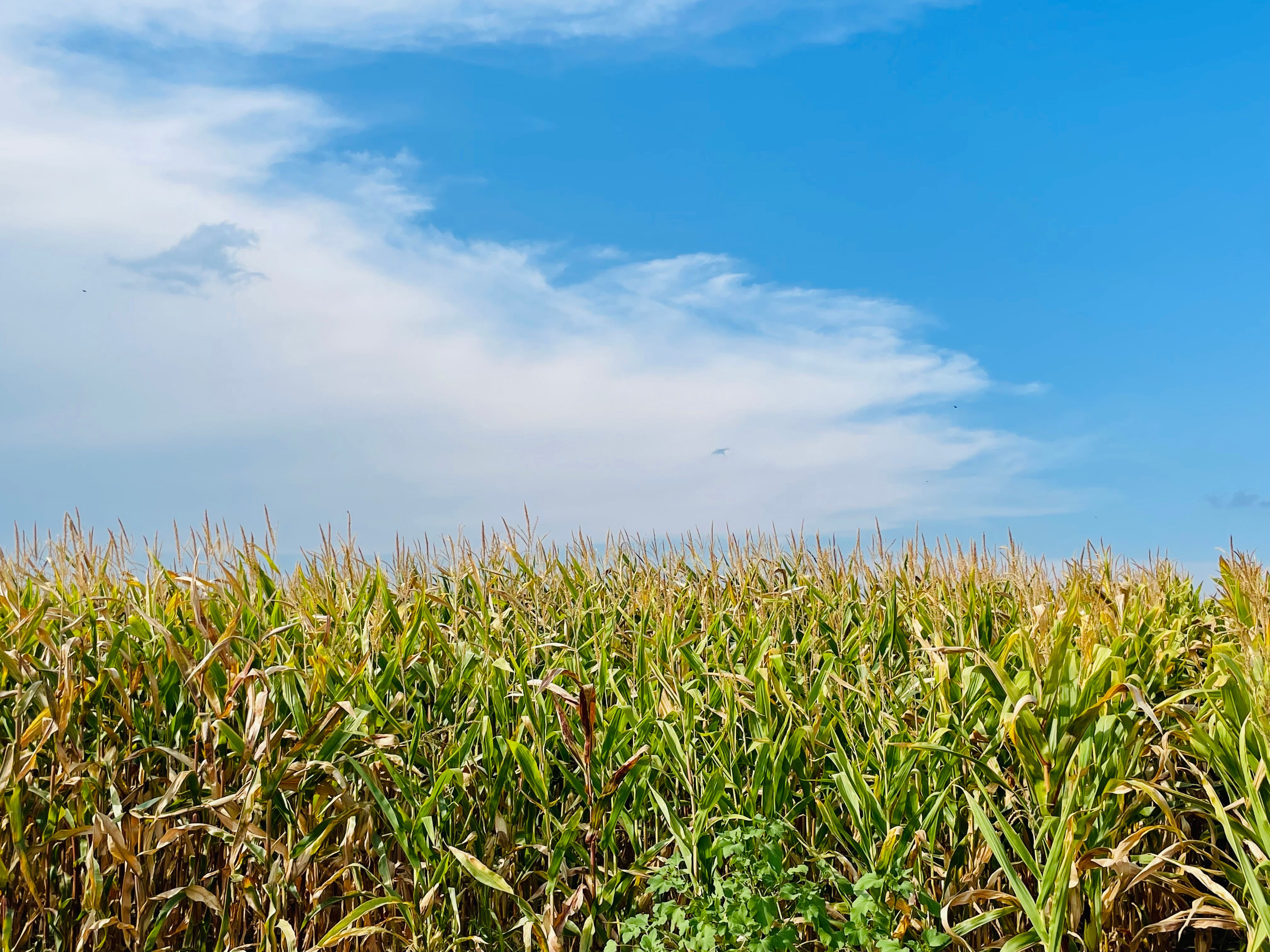 National Corn Growers Association and Ag Data Transparent Release Transparency Principles for Ag Carbon — Photo by MeryL on P