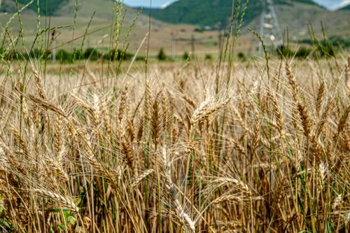 Free Close-up of a golden wheat field in summer with distant hills in background. Vibrant agricultural scene. Stock Photo