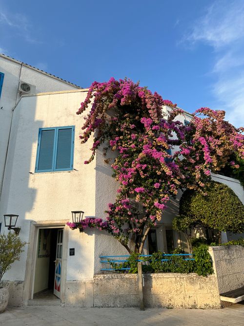 Free A picturesque white house adorned with vibrant bougainvillea offers Mediterranean charm. Stock Photo