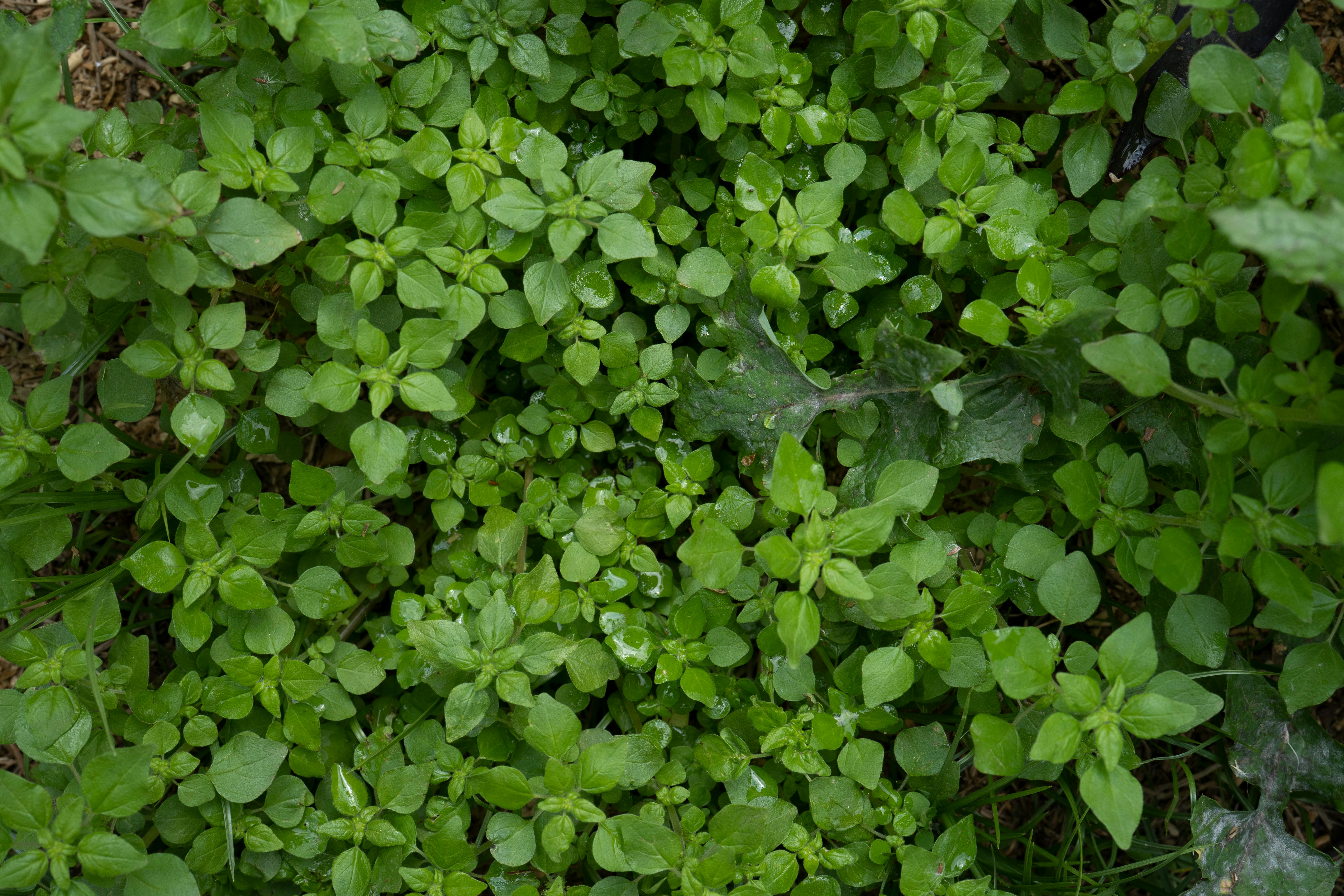 Gratis Vista de cerca de plantas de pamplina de un verde intenso con gotas de rocío, Argentina. Foto de stock