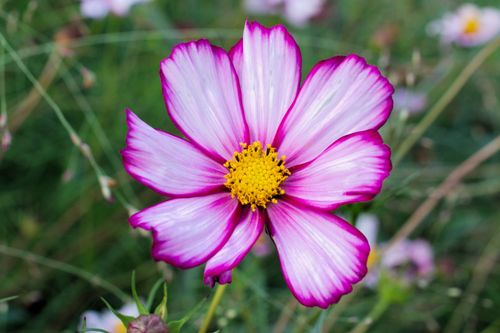 Free Close-up of a vibrant pink cosmos flower in full bloom with a natural green background. Stock Photo