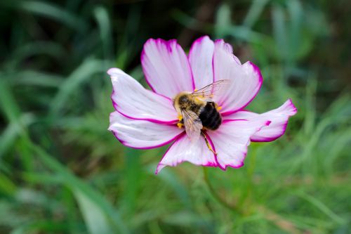 Free A bee gathers pollen from a vibrant pink cosmos flower in a lush garden setting. Stock Photo