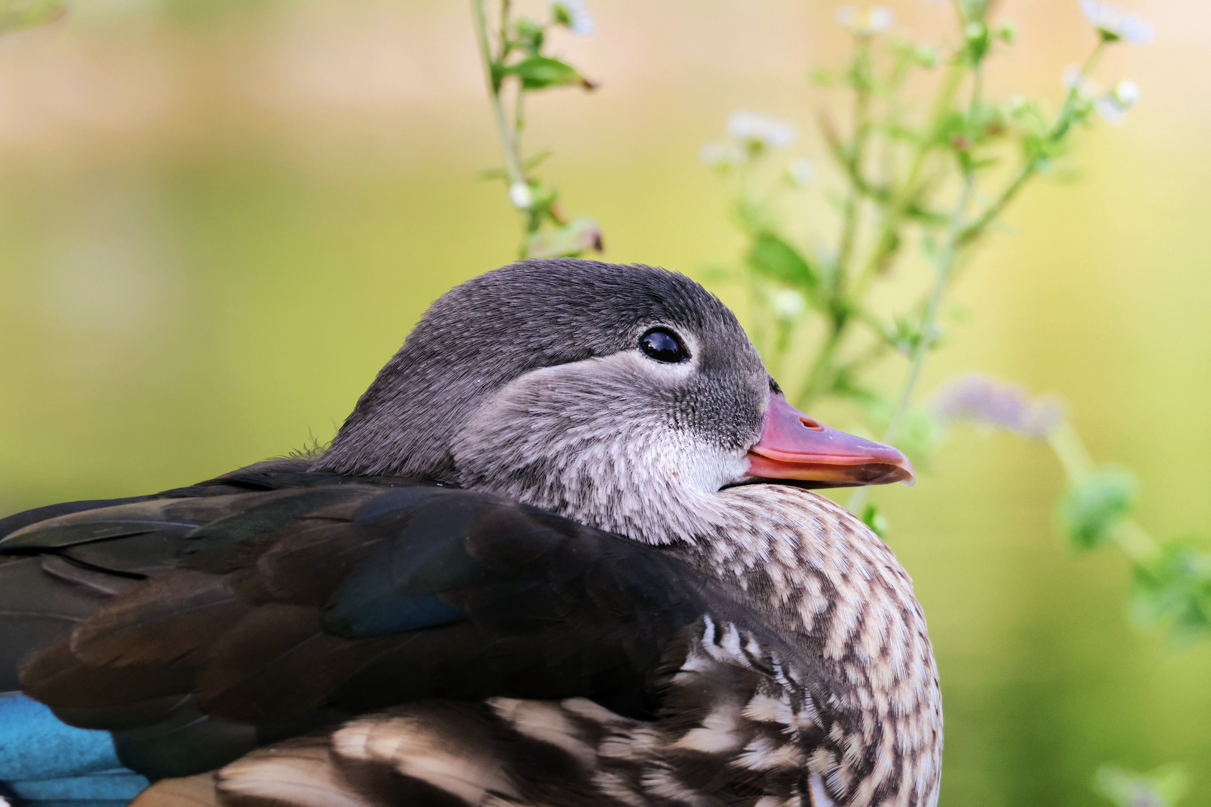 Close-Up Portrait of a Mandarin Duck in Germany · Free Stock Photo