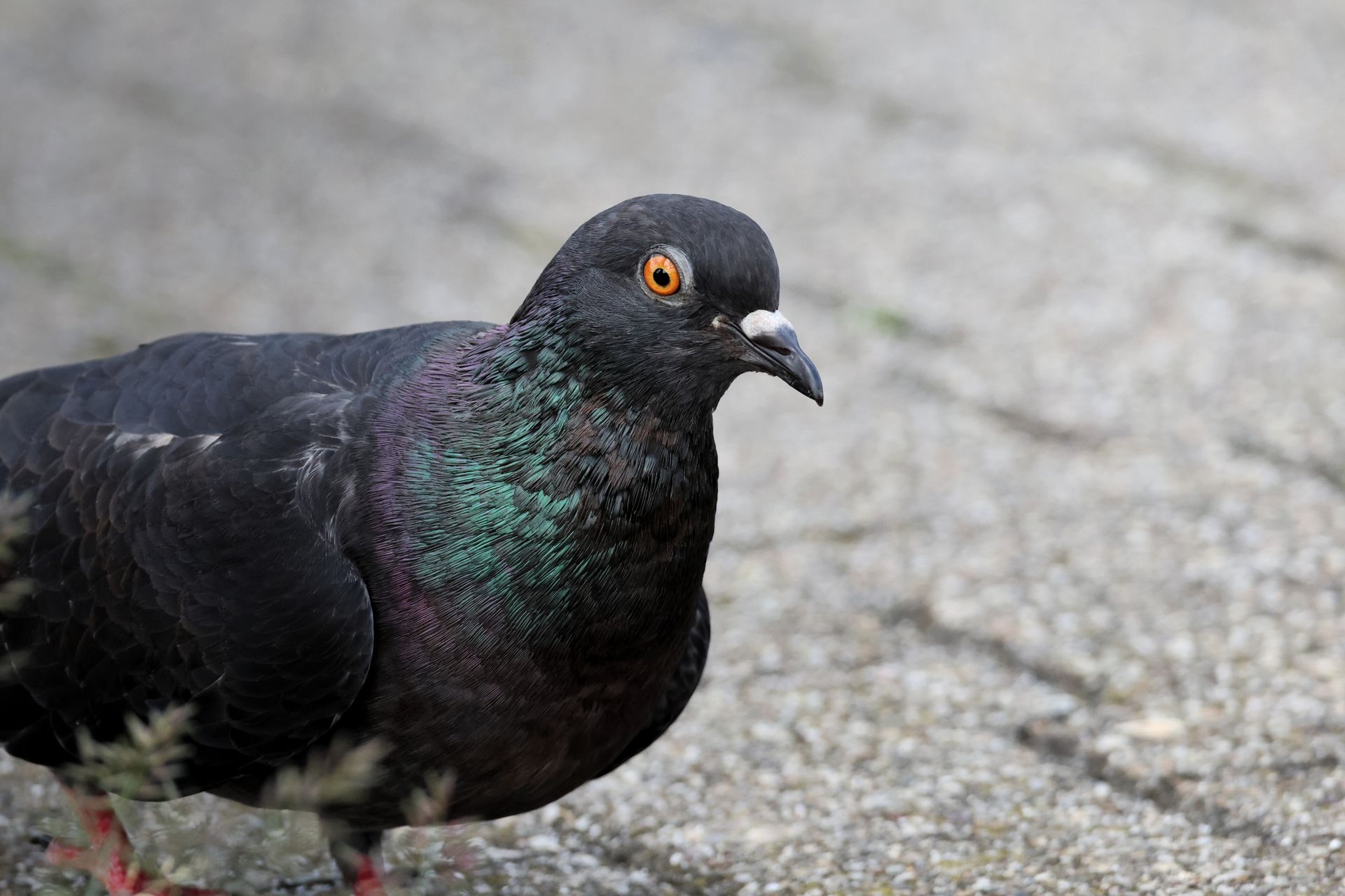 Rock Pigeon Bird in Urban City