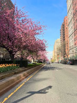 Cherry blossoms in full bloom along a vibrant New York City street on a clear spring day.