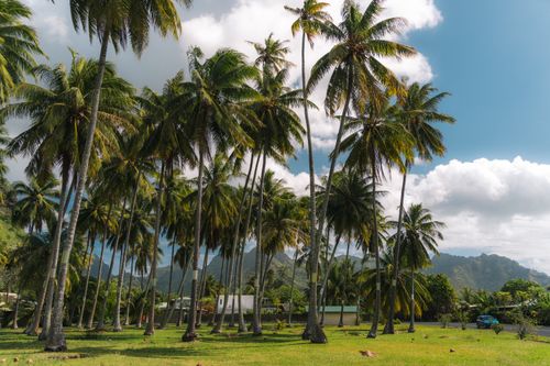 Free Lush palm trees under a vibrant sky create a serene tropical paradise landscape. Ideal for travel and nature themes. Stock Photo