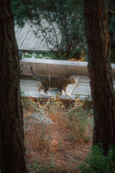 A tabby cat leisurely walks along a wooden path surrounded by forest trees.