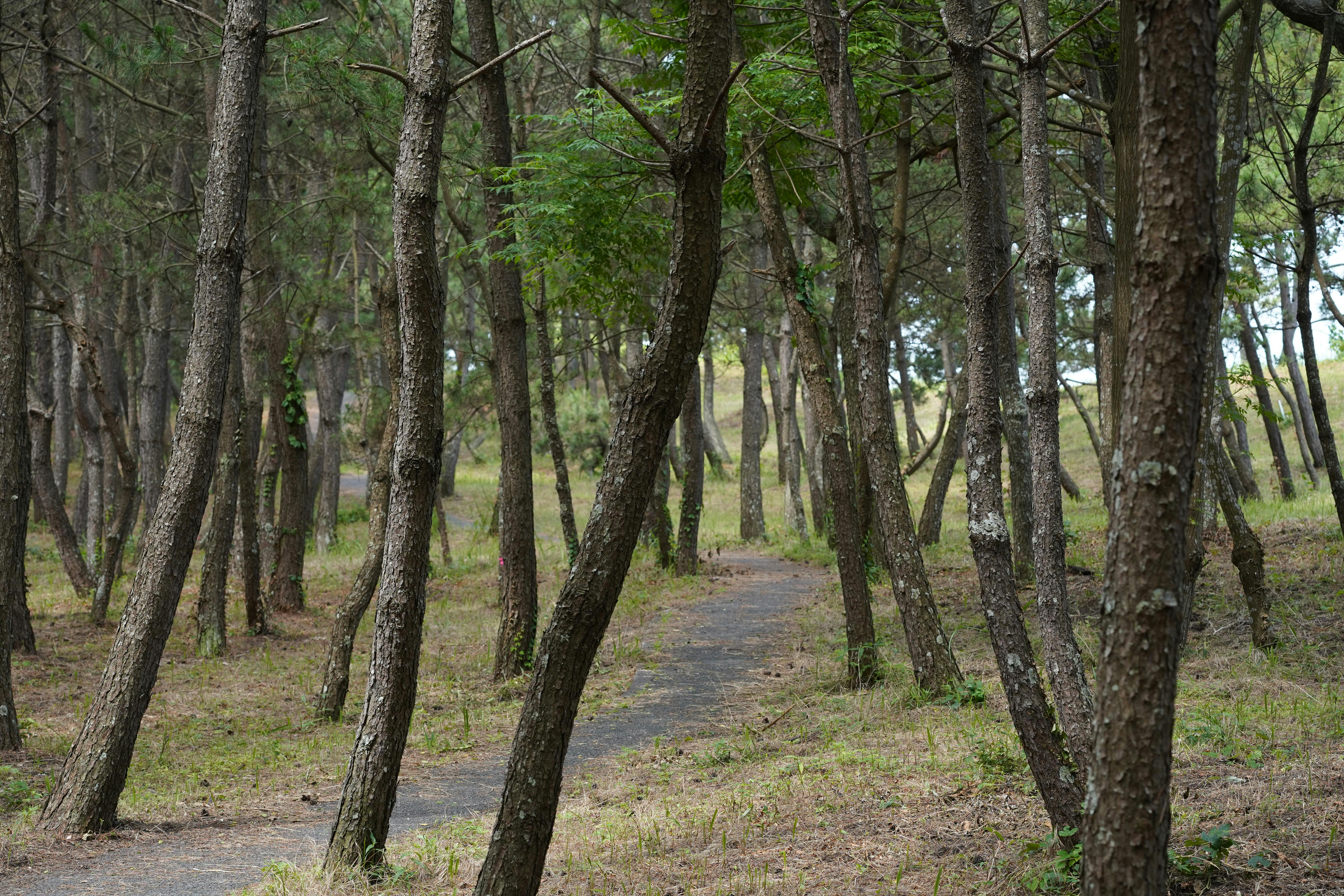 Polished stone perimeter path inside Seonjeongneung tomb grounds with pine canopy