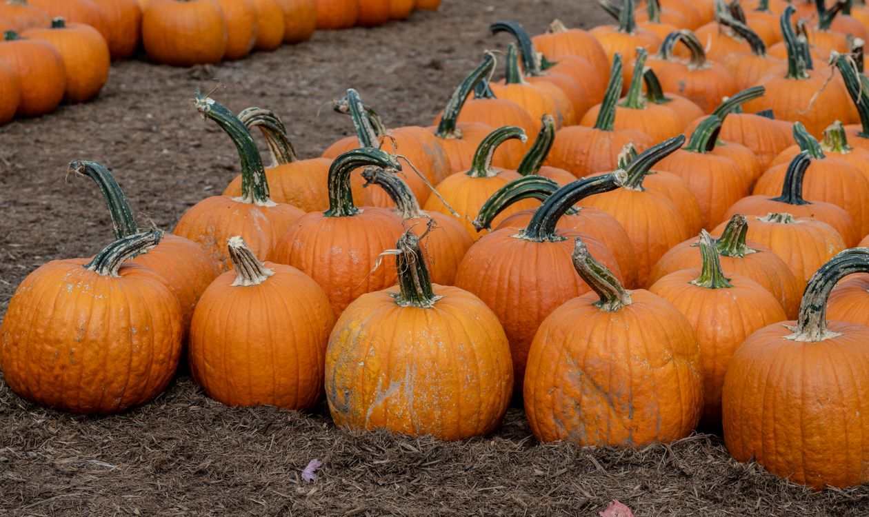 Pumpkin patch in autumn