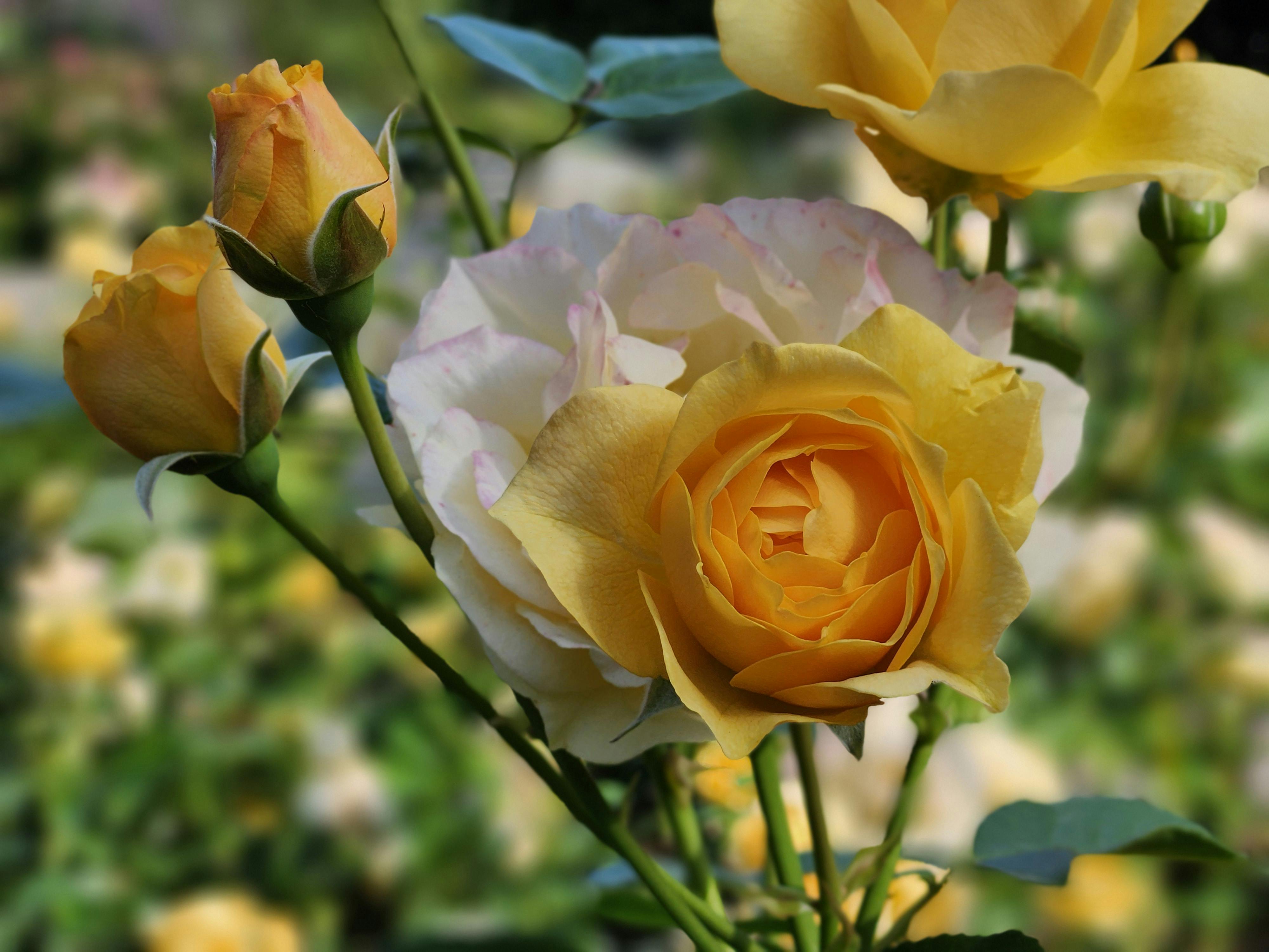 財經：加拿大正式承認巴勒斯坦國，全球政治局勢再掀波瀾