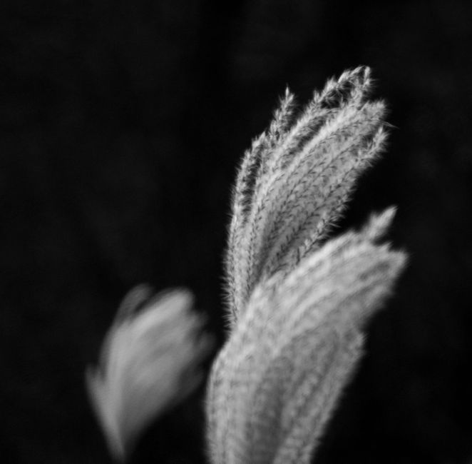 Black and white macro of grass spikes showcasing delicate textures and ethereal beauty.