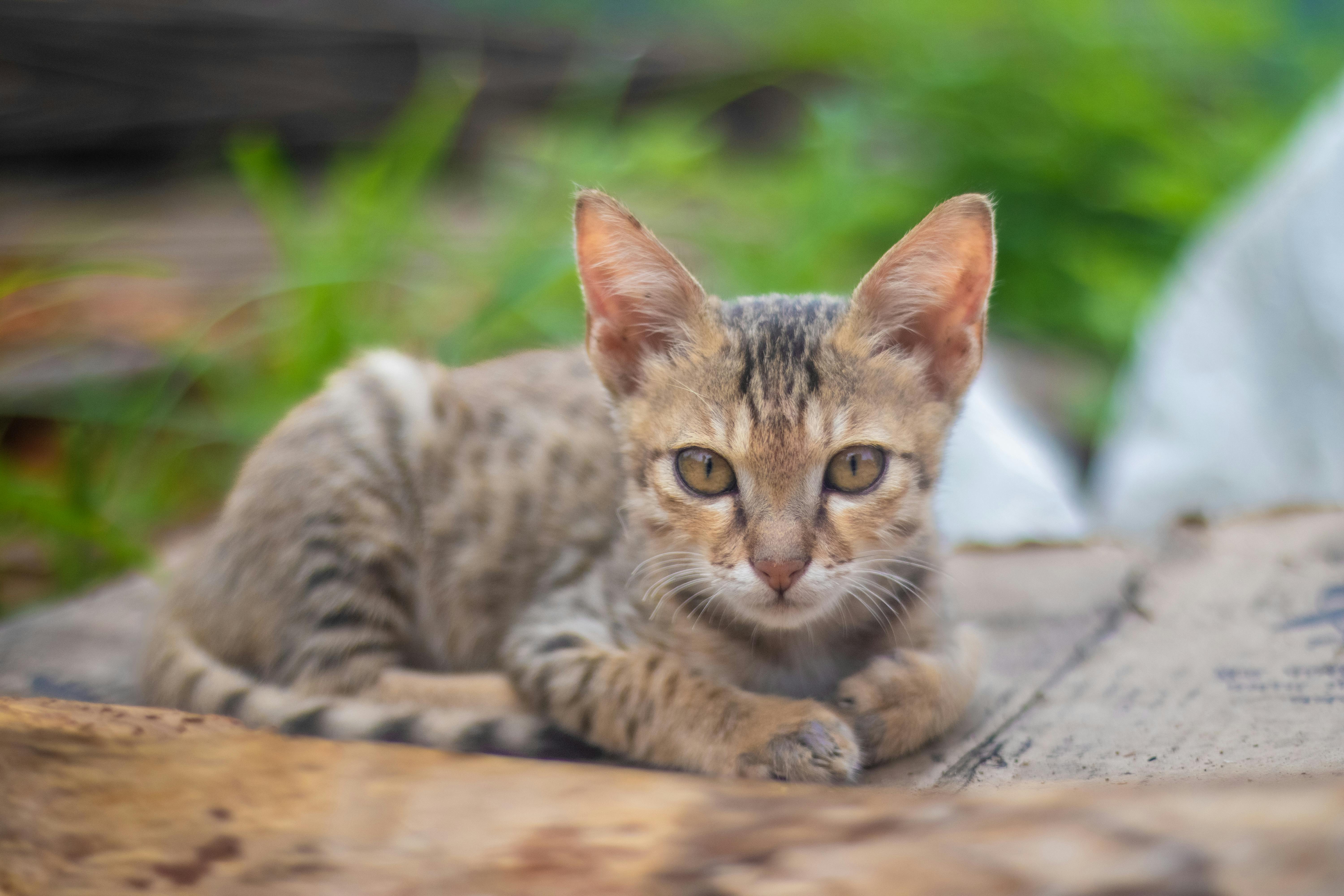 How AI is Revolutionizing Small Businesses