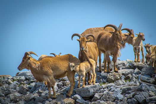 Barbary sheep grazing on rocky landscape under a clear blue sky in Cambridge, Canada.