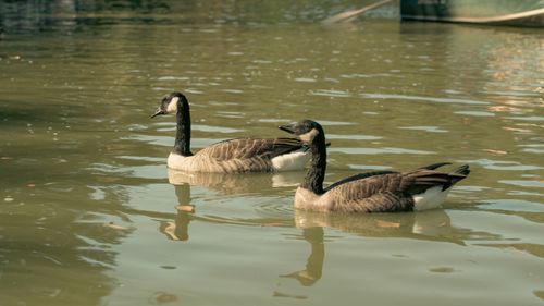 Free Two Canada geese gently floating on Central Park lake in New York City. Stock Photo