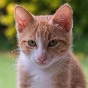 Ginger kitten with green eyes, photo by Sébastien Vincon on Pexels