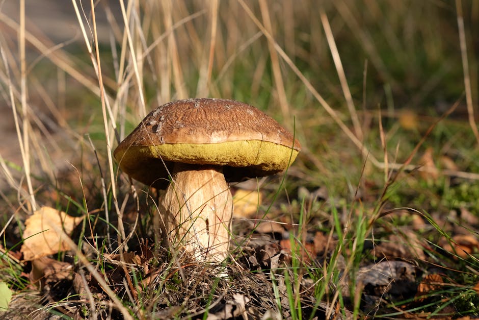 Mitä agrologi tekee ja missä työskentelee Mitä agrologi tekee ja missä työskentelee - Detailed image of a Boletus mushroom growing in the wild, showcasing its texture