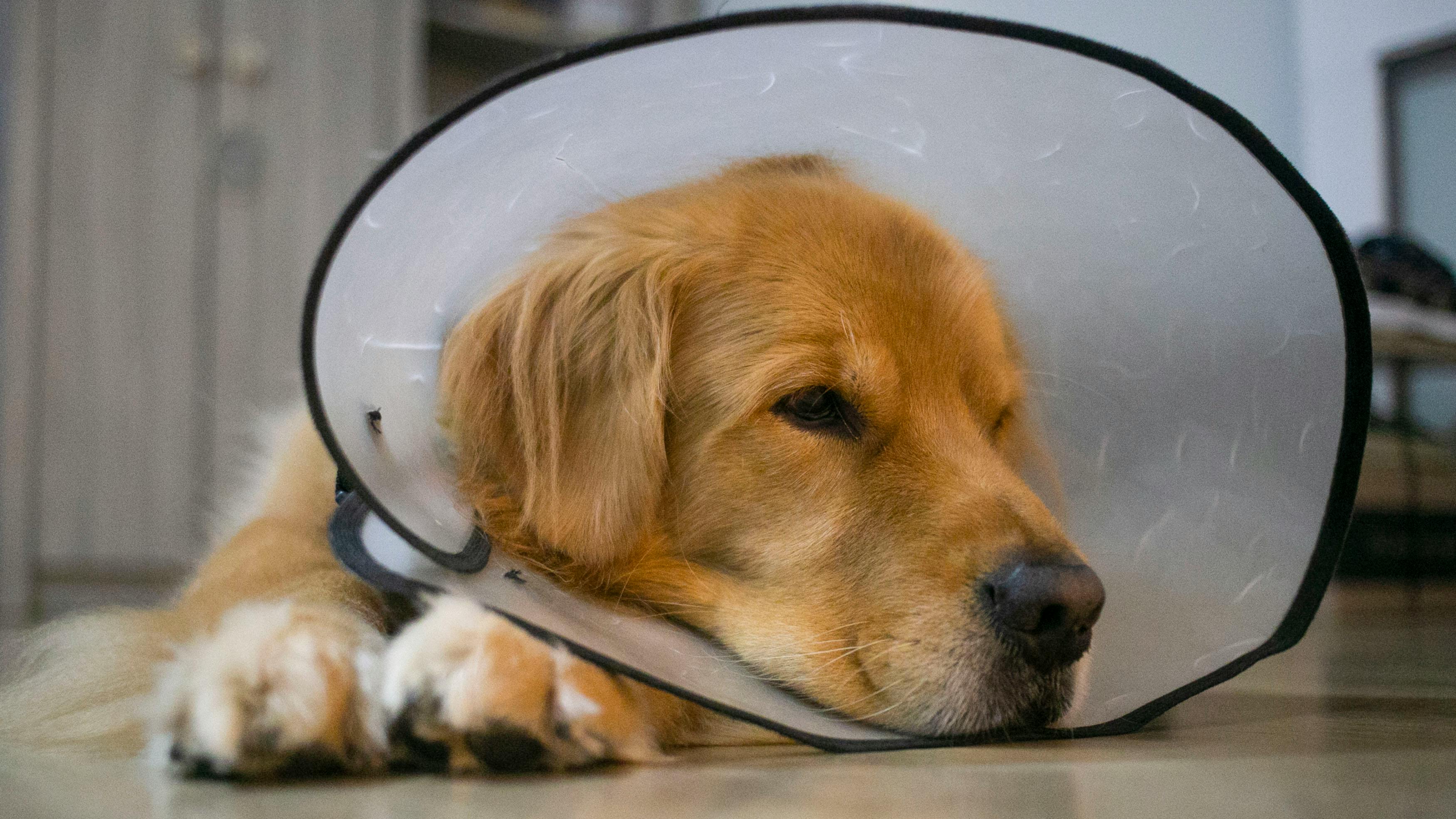 A golden retriever wearing a veterinary cone lying indoors, looking calm and resting.