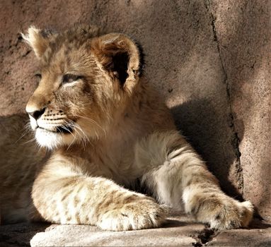 Adorable lion cub lounging under warm sunlight, showcasing its majestic features.