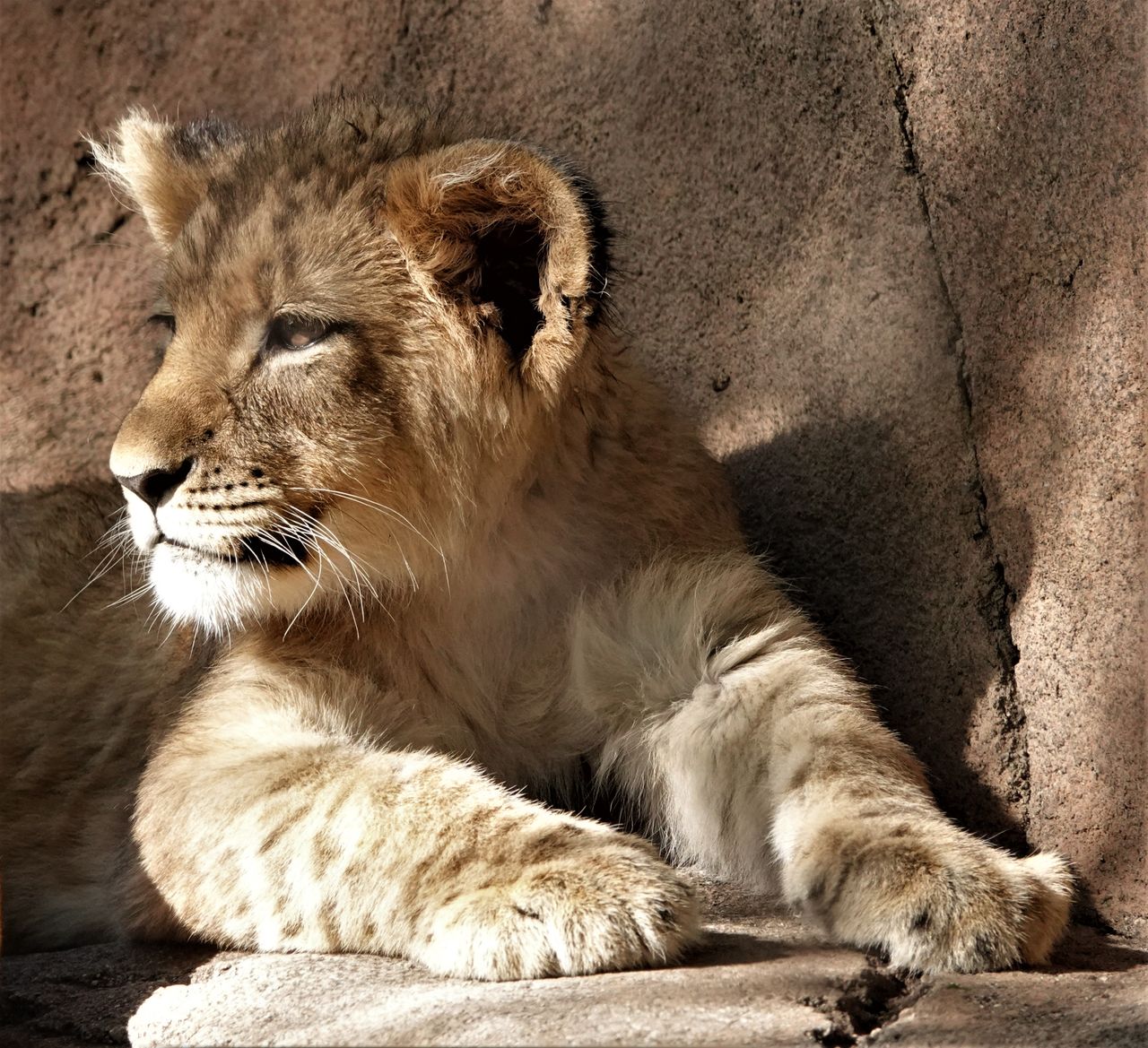 adorable lion cub lounging under warm sunlight showcasing its majestic