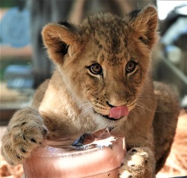 Close-up of a playful lion cub licking an ice cream container indoors. Captivating and cute wildlife moment.