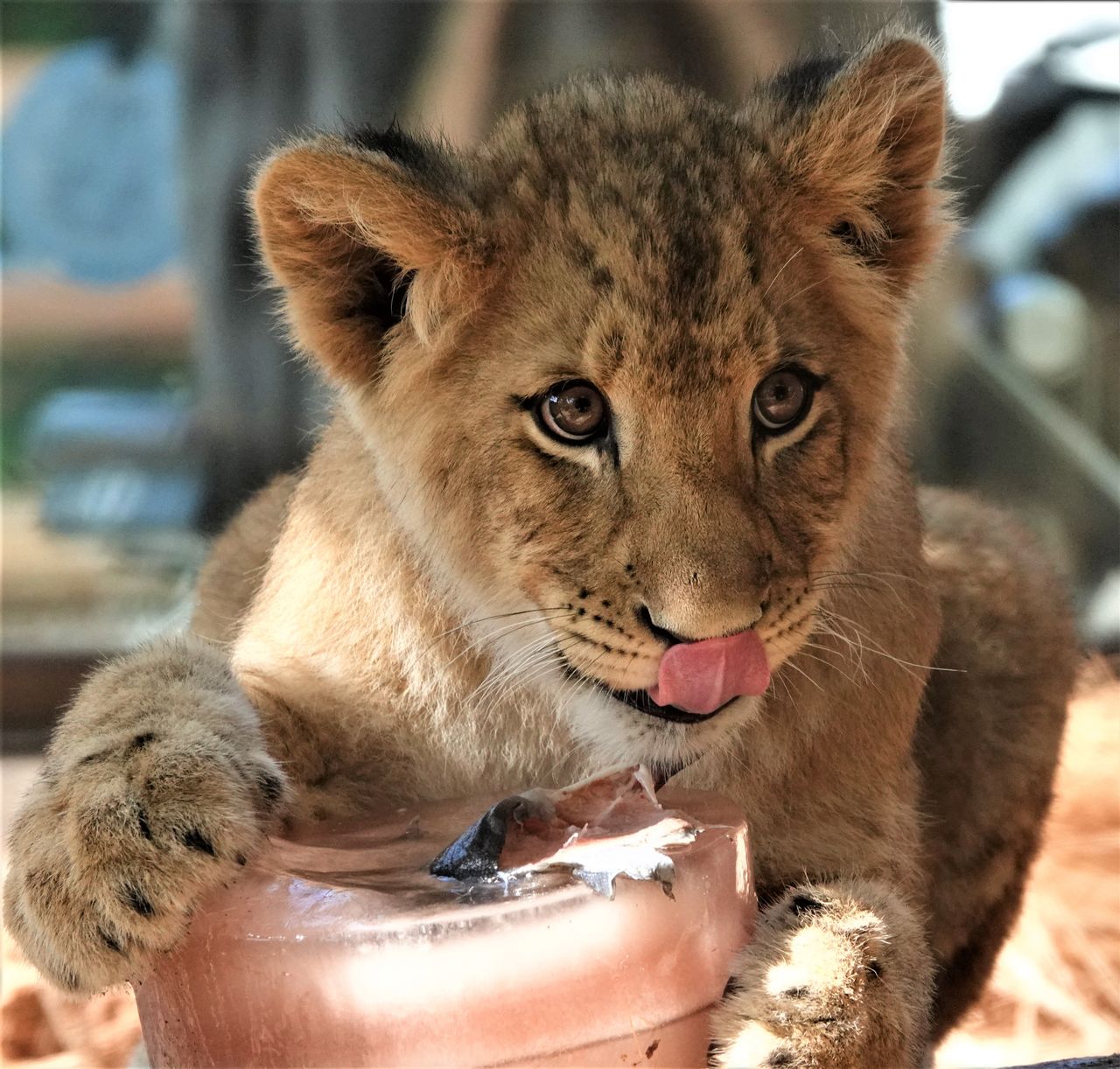 close up of a playful lion cub licking an ice cream container indoors