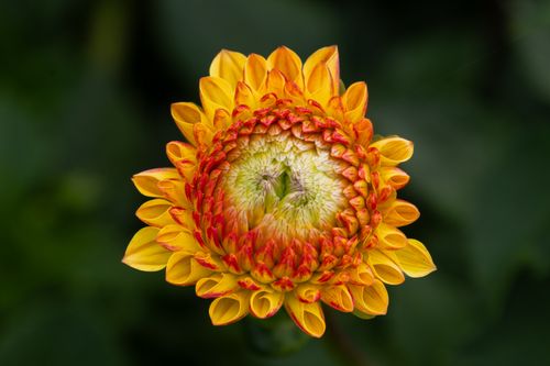 Free Close-up of a vibrant orange and yellow dahlia flower in full bloom, showcasing intricate petal details. Stock Photo