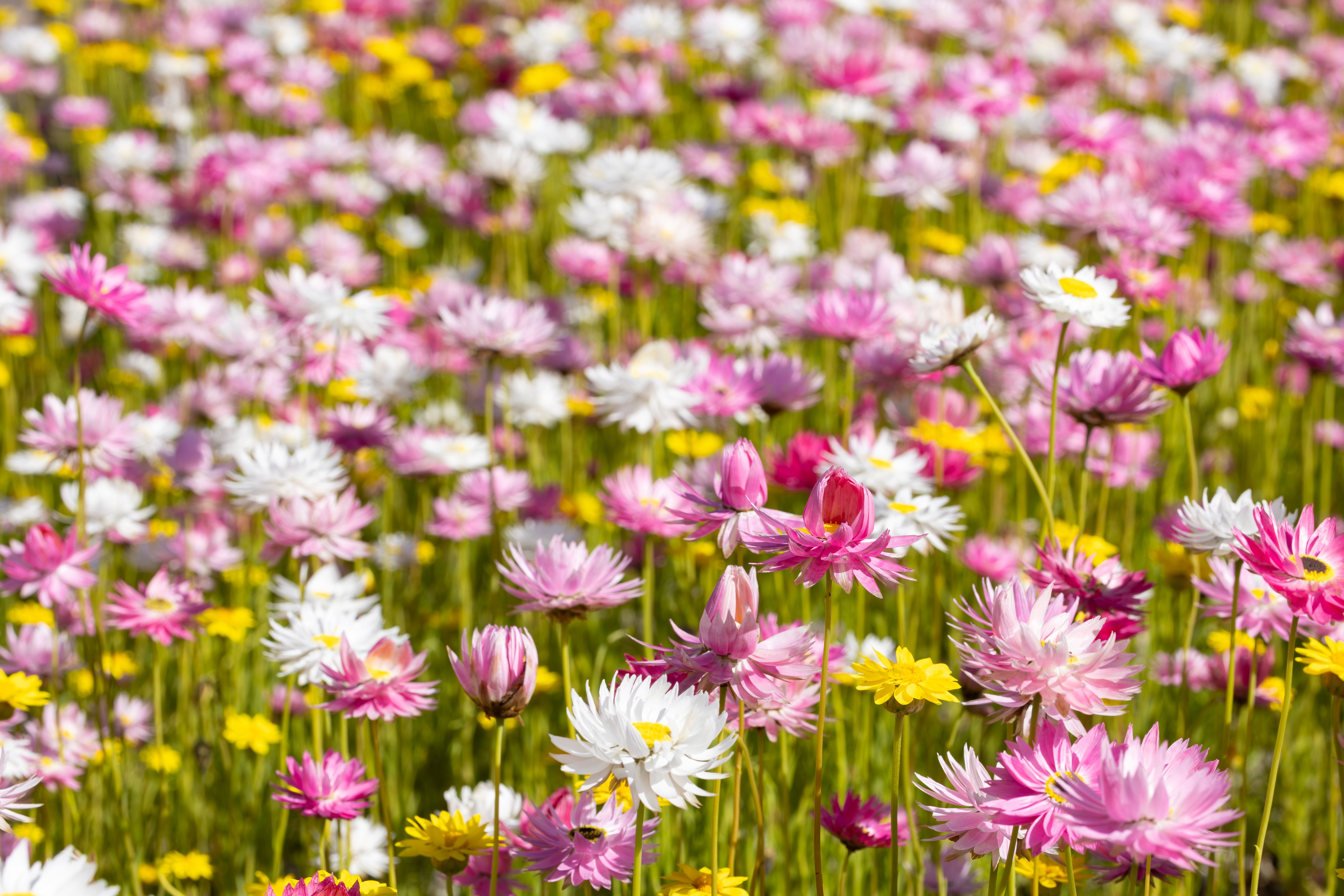 Australia Spring Photos, Download The BEST Free Australia Spring Stock ...