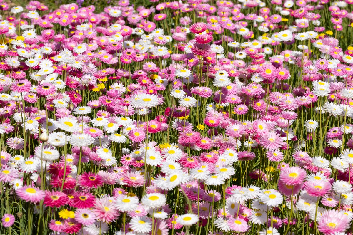 Field of pink and white daisies for pressed flower crafts runner