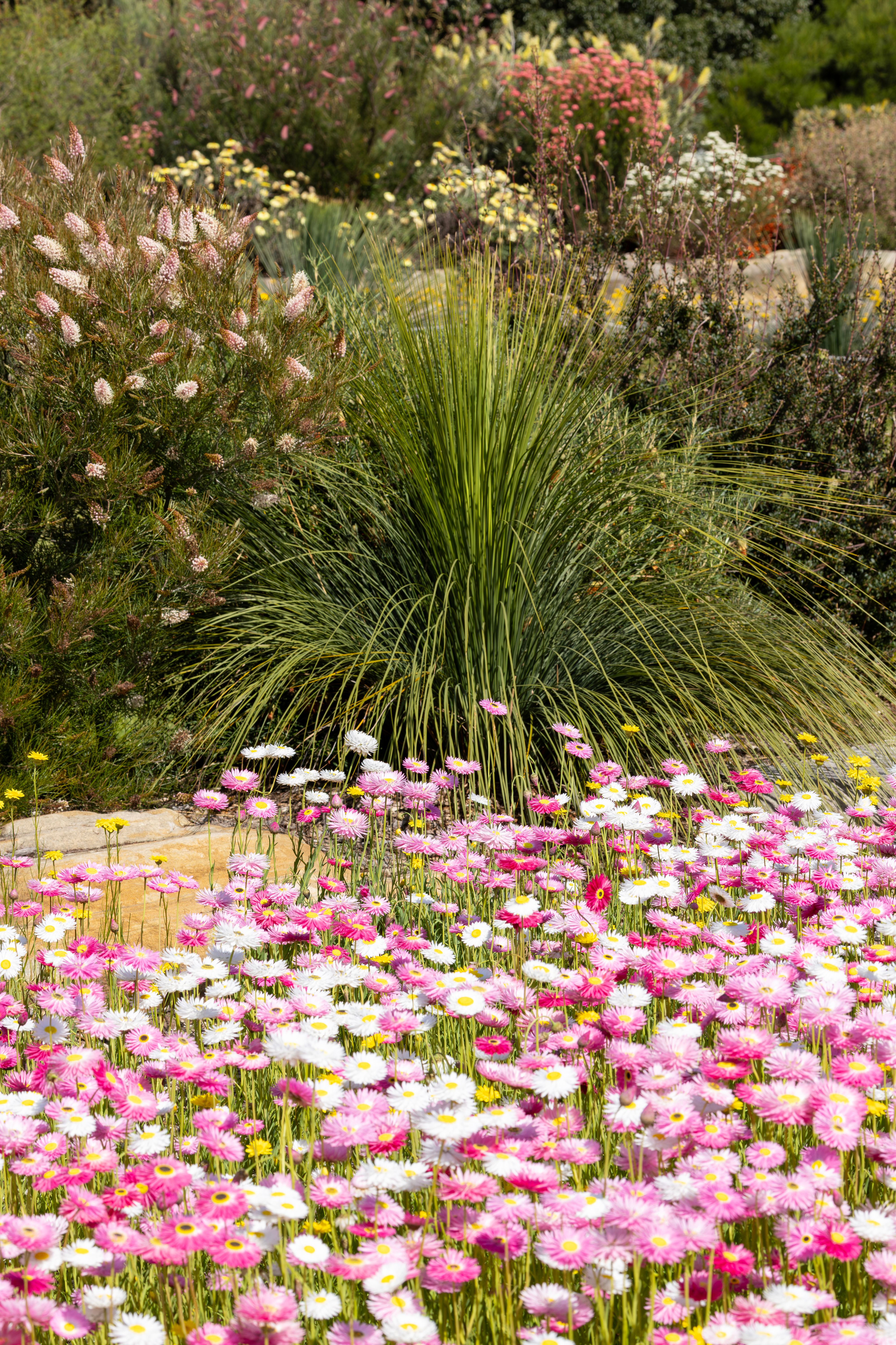 Australia Spring Photos, Download The BEST Free Australia Spring Stock ...