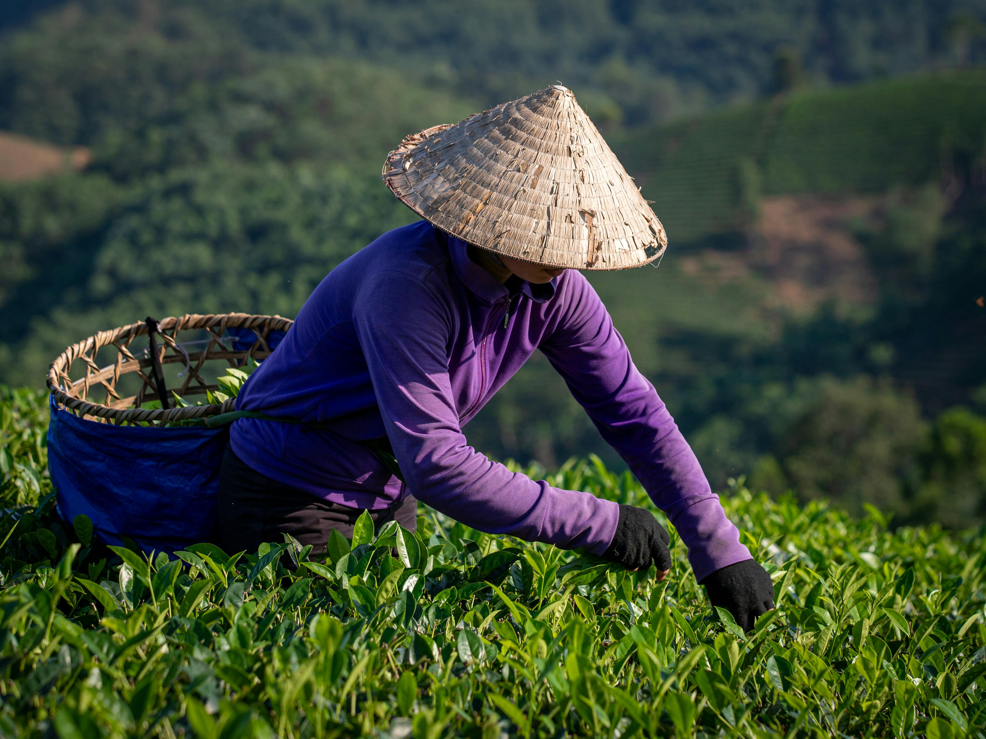 A farmer harvesting tea leaves in the lush green fields of Phú Thọ, Vietnam.