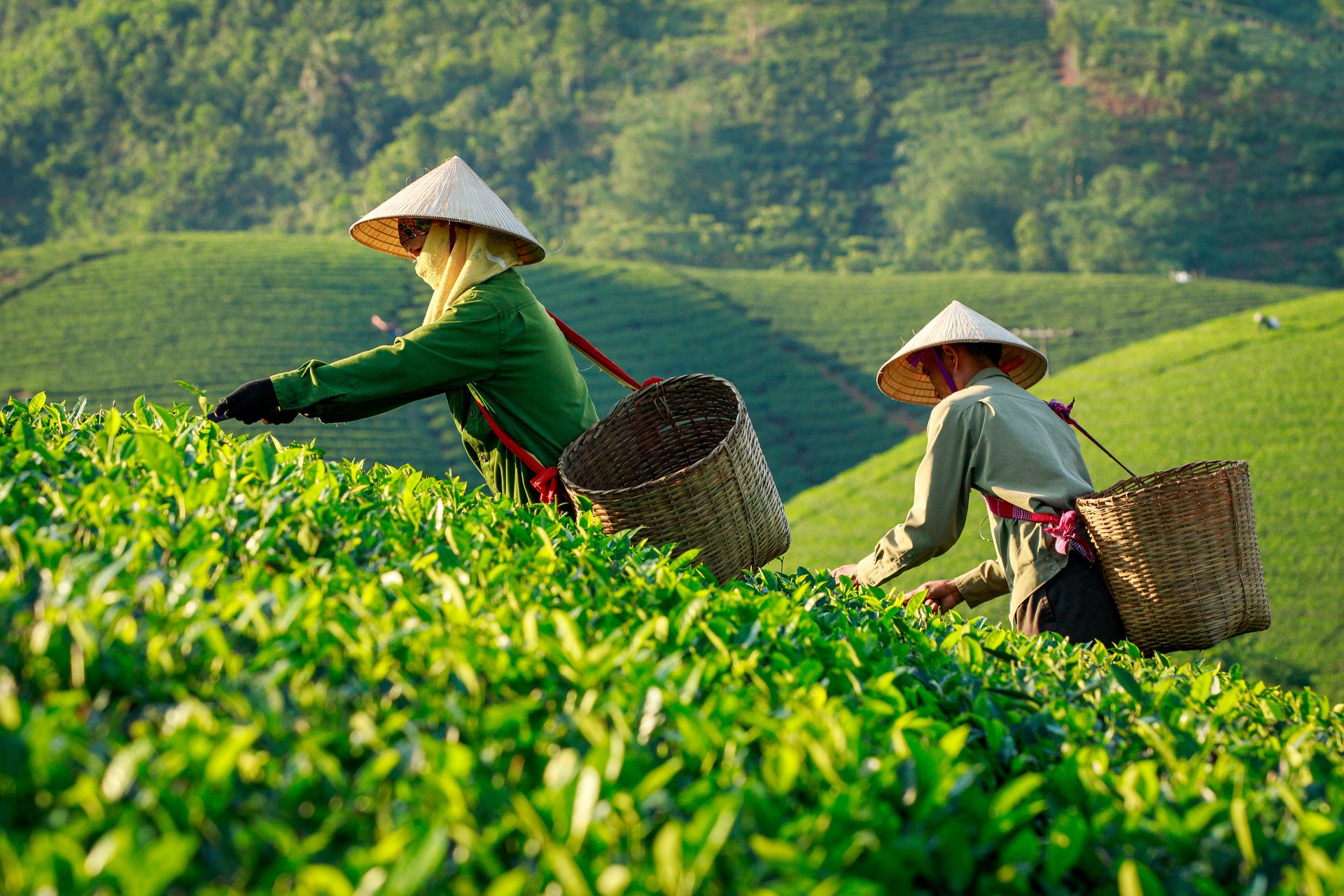 Workers in traditional hats harvesting tea in Phú Thọ, Vietnam during the day.