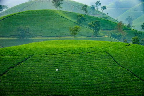 Free Lush green tea fields stretch across rolling hills in Phú Thọ, Vietnam, showcasing natural beauty. Stock Photo