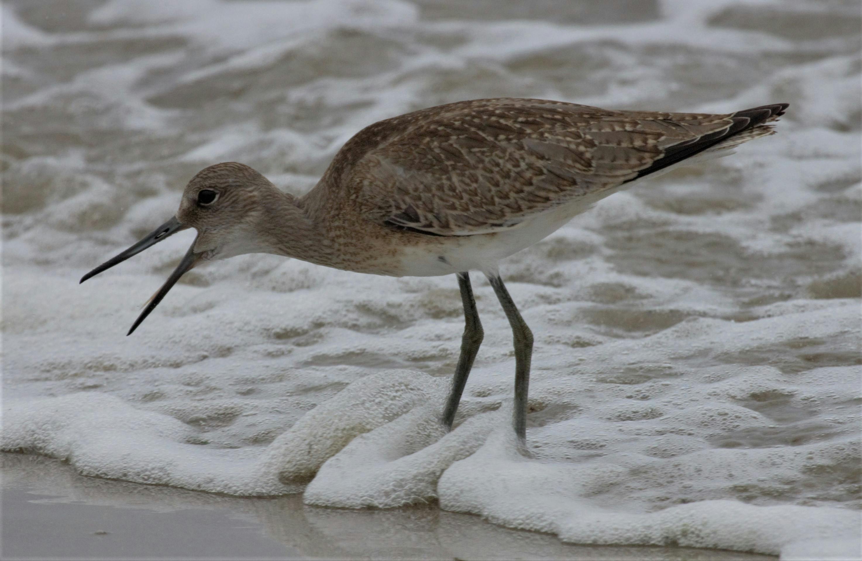 A willet shorebird stands in the surf at Isla Vista beach, showcasing its distinctive plumage and coastal habitat.