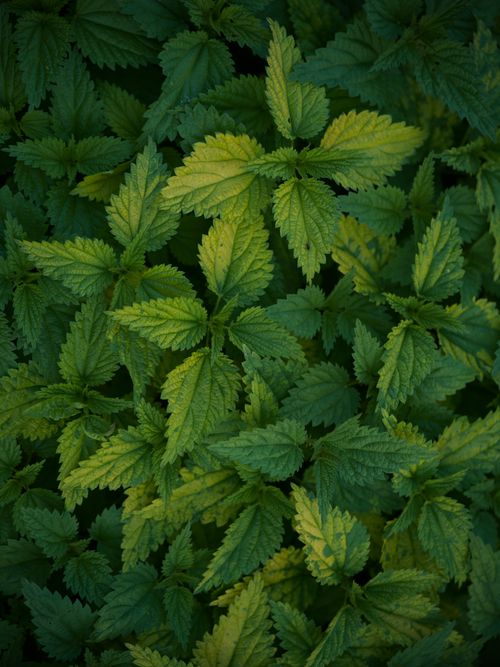 Free Vibrant stinging nettle leaves captured in a detailed close-up, showcasing nature's intricate patterns. Stock Photo