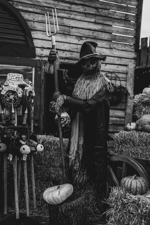 Free Black and white image of a Halloween-themed scarecrow in Alberta, Canada, with hay bales and pumpkins. Stock Photo