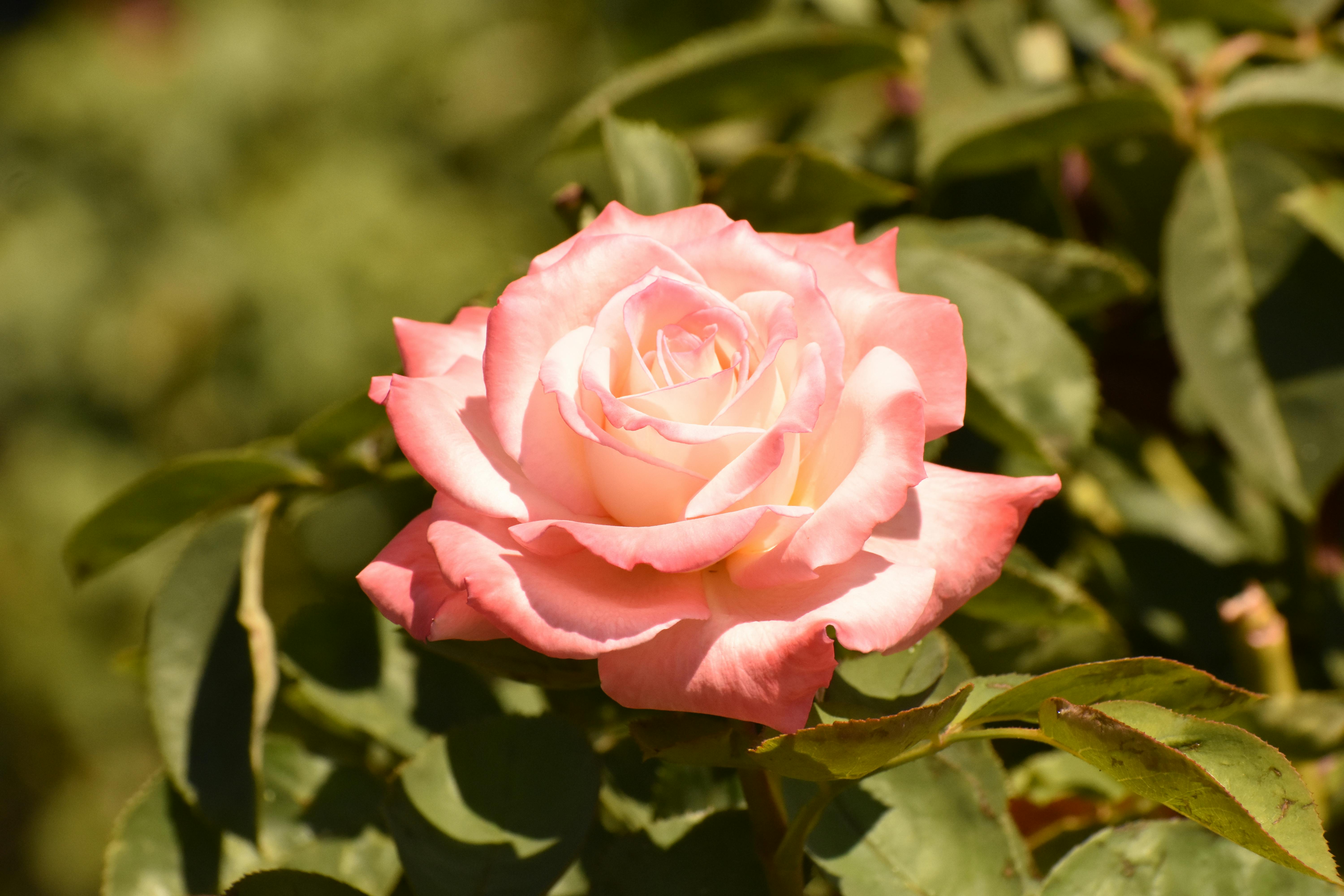 Enchanting Aromas That Transport You to Paradise