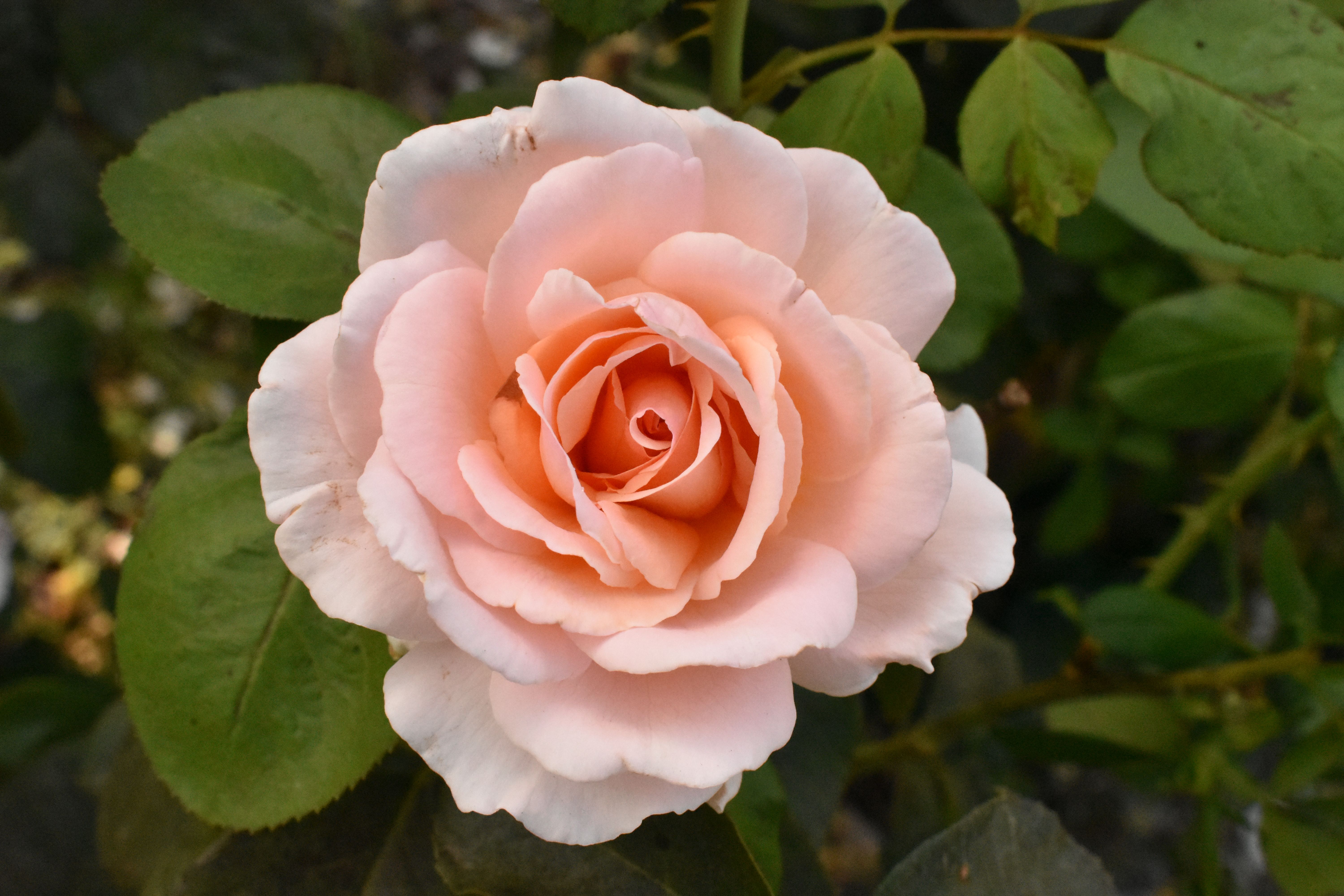 Close-up of a Delicate Pink Rose in Bloom · Free Stock Photo