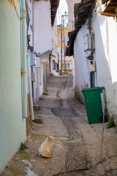 A serene alley in Bursa, Türkiye featuring a lonely cat and charming rustic architecture.