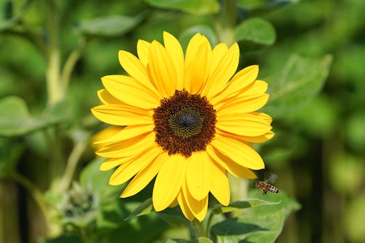 Close-up of a sunflower with a bee, showcasing vibrant colors and pollination in Geesthacht.
