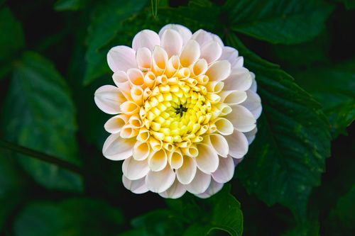 Free Vibrant close-up of a blooming white and yellow dahlia, capturing intricate petal details against lush green foliage. Stock Photo