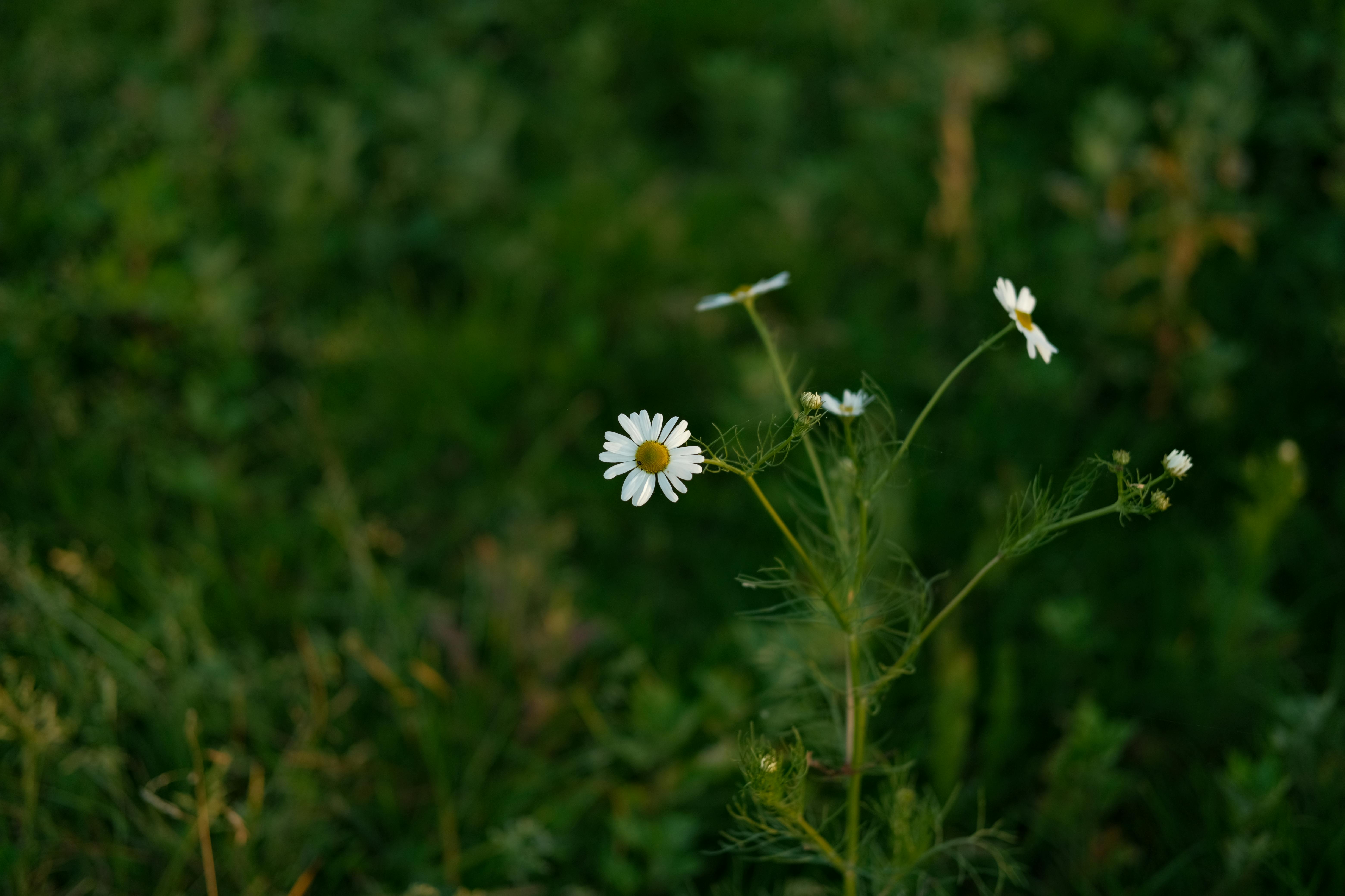 Kamal+Flower+Pics Photos, Download The BEST Free