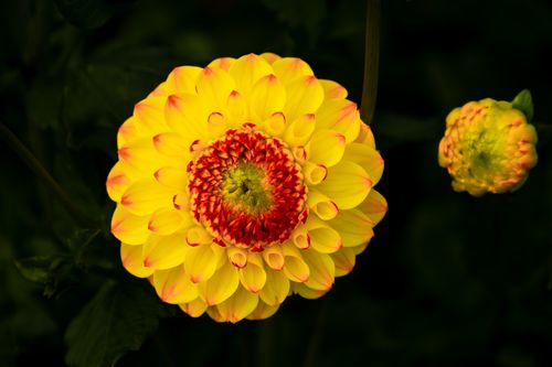 Free Close-up of a radiant yellow dahlia with red center, surrounded by lush greenery. Stock Photo