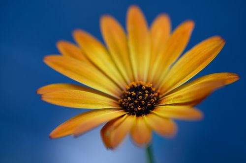 Free Bright yellow daisy flower with a vivid, deep blue background highlighting its petals. Stock Photo