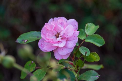 Free A vibrant pink rose in full bloom surrounded by lush green leaves. Stock Photo
