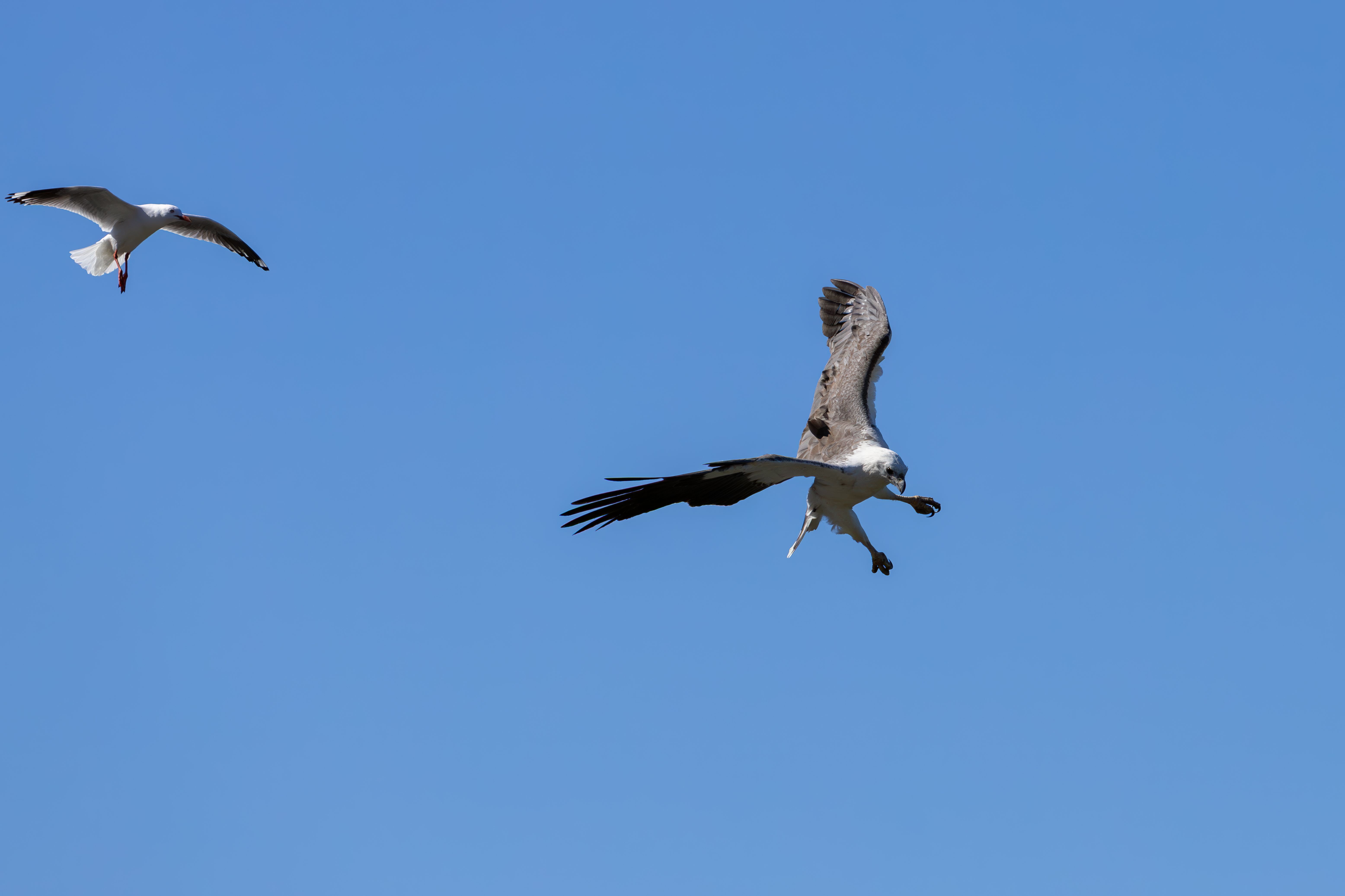 Osprey and Seagull Soaring in Clear Blue Sky · Free Stock Photo