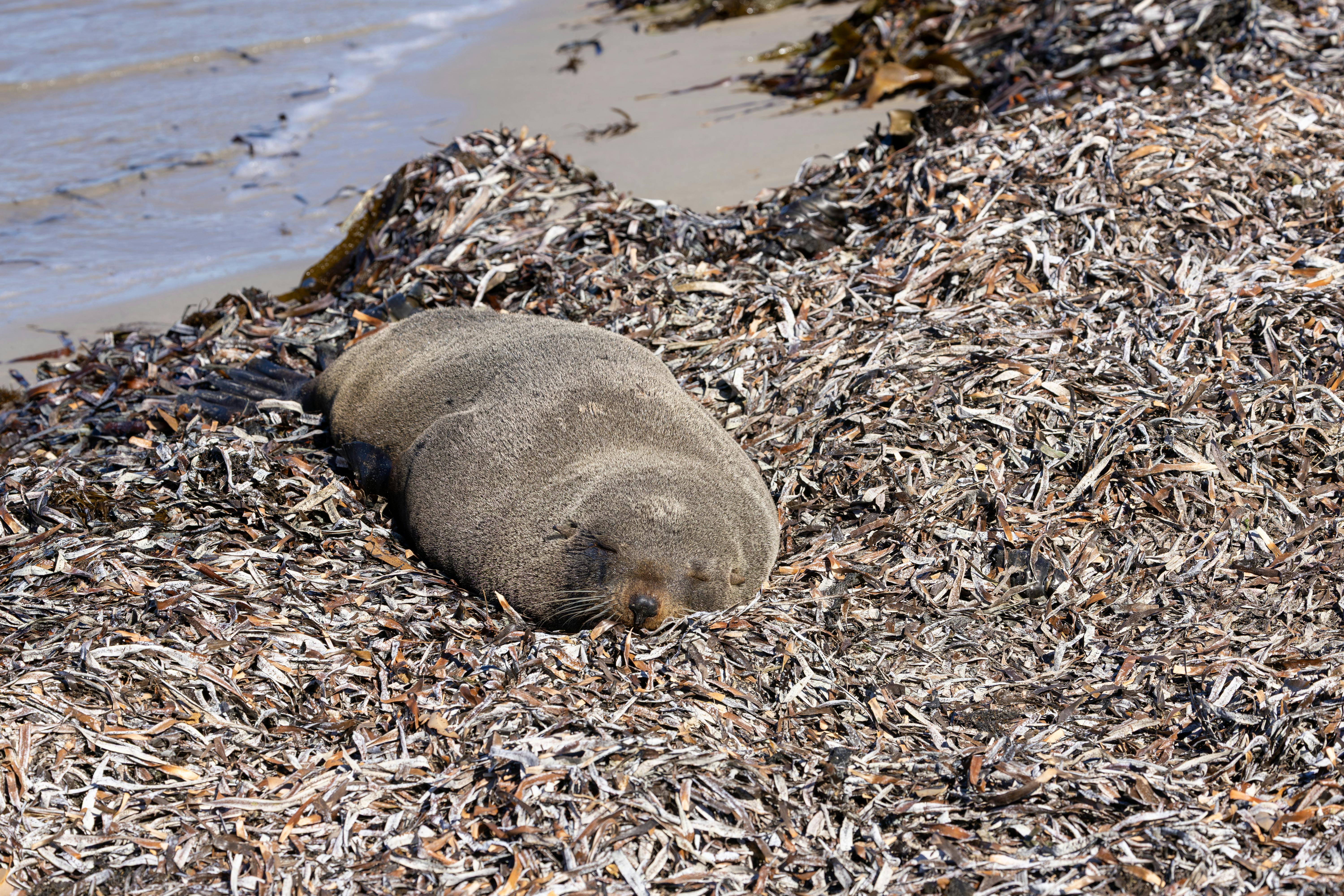 Experience the Tranquility of Ocean Soundscapes