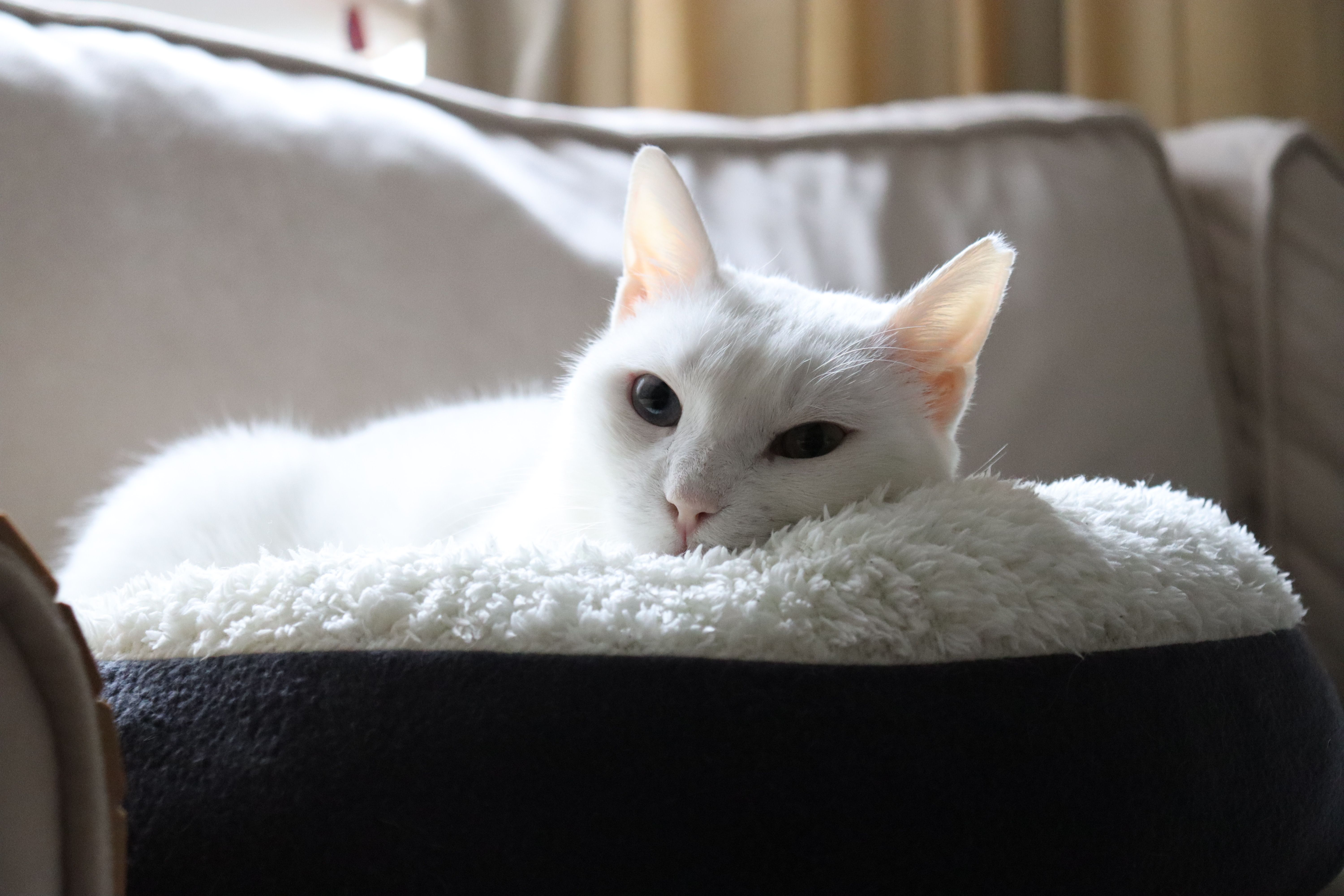 A serene white cat relaxing in a plush bed on a sofa indoors.