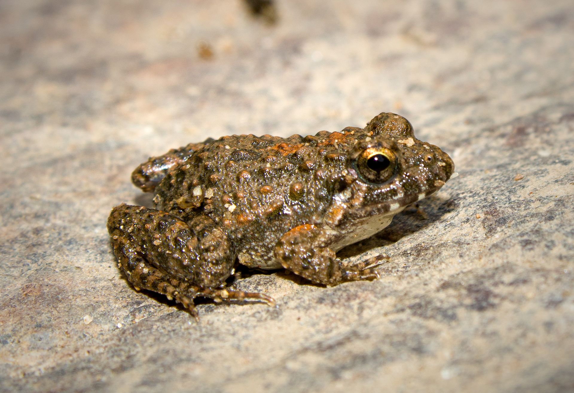 Detailed close-up of a common European toad (Bufo bufo) on a rocky surface.
