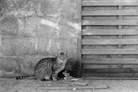 Tabby Cat Sitting Against a Stone Wall