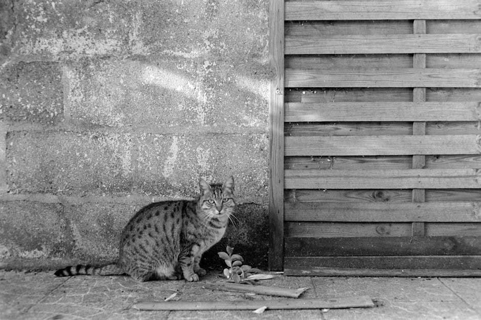 A tabby cat quietly sits against a rustic stone wall, adding charm to an outdoor setting.